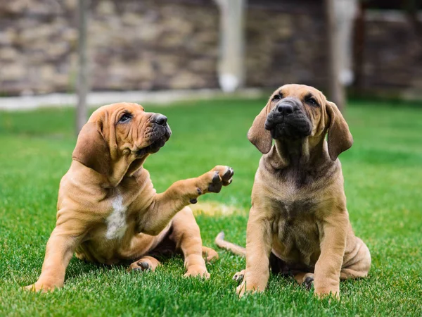 Dois filhotes de Fila Brasileiro (Mastim Brasileiro) se divertindo — Fotografia de Stock