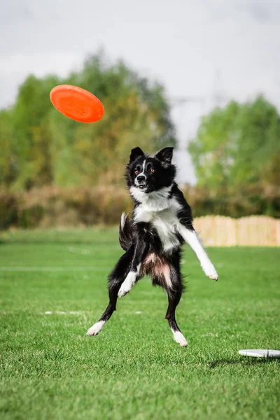 Perbatasan collie melompat menangkap terbang disk, olahraga anjing kompetitif — Stok Foto