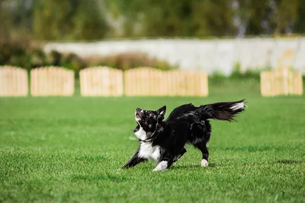 border collie atlamaya hazır, uçan disk köpek sporları yarışması