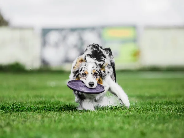 Gembala australia tertangkap terbang disk, kompetisi olahraga anjing — Stok Foto