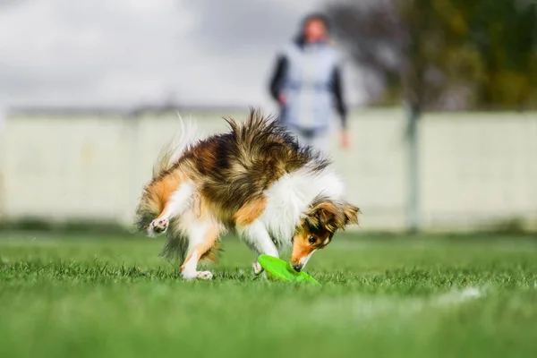 Excité Shetland Sheepdog Sheltie attraper disque volant roulant — Photo