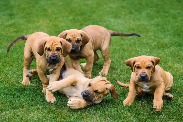 Quatro filhotes de Fila Brasileiro (Mastim Brasileiro) se divertindo — Fotografia de Stock