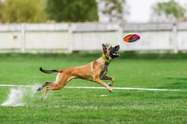 Malinois比利时牧羊人跳着去抓盘，狗儿运动公司 — 图库照片