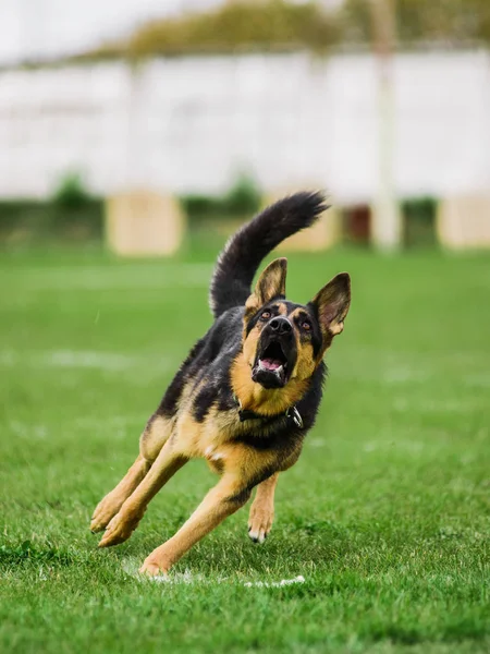Berger allemand attrapant disque volant, compétition de sport canin — Photo