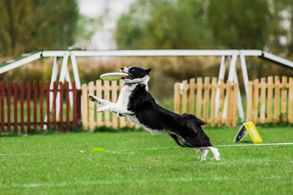 Frontière collie saut attraper disque volant, chien sport competitio — Photo