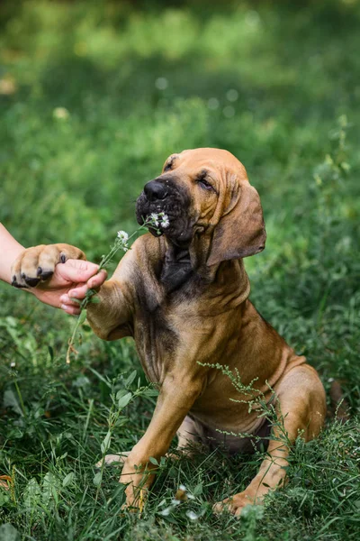 Adorável Fila Brasileiro cachorrinho cheirando flor — Fotografia de Stock