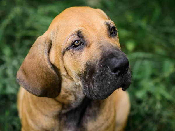 Retrato de cachorro adorável Fila Brasileiro — Fotografia de Stock