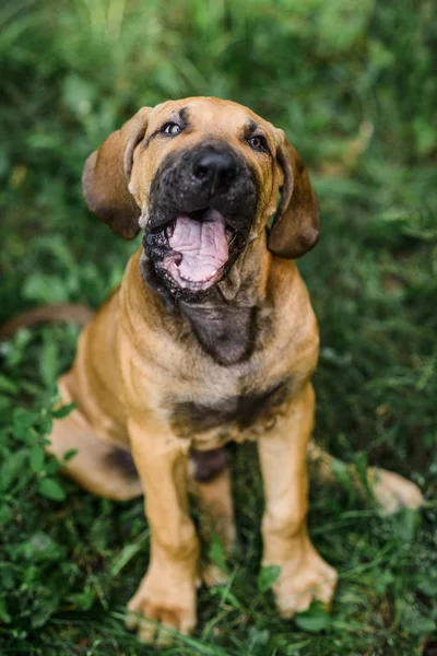 Fila Brasileiro adorável cachorrinho boca aberta, mastigar, bocejar — Fotografia de Stock