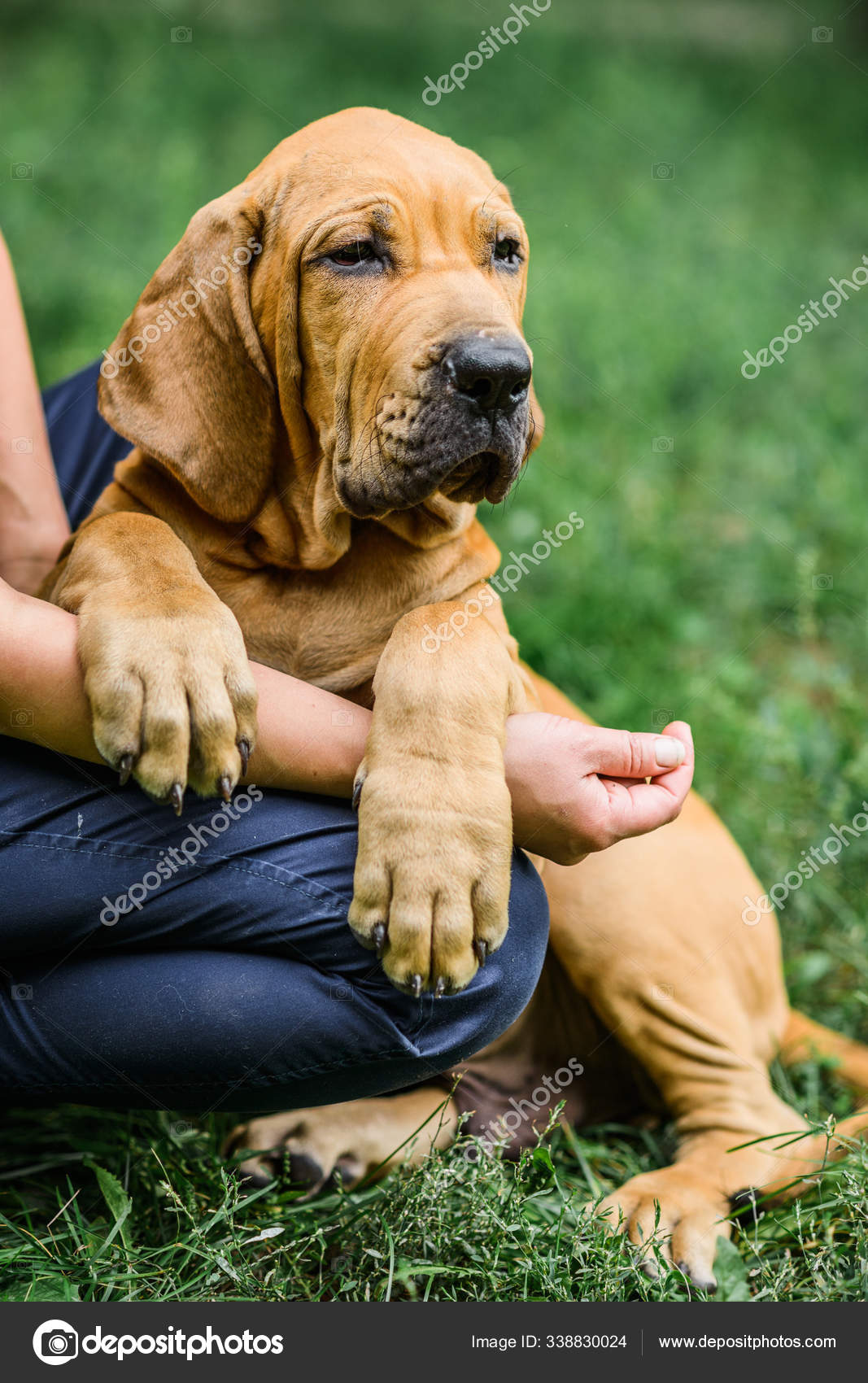 Adorable Fila Brasileiro puppy portrait Stock Photo by ©olgagorovenko  338830024