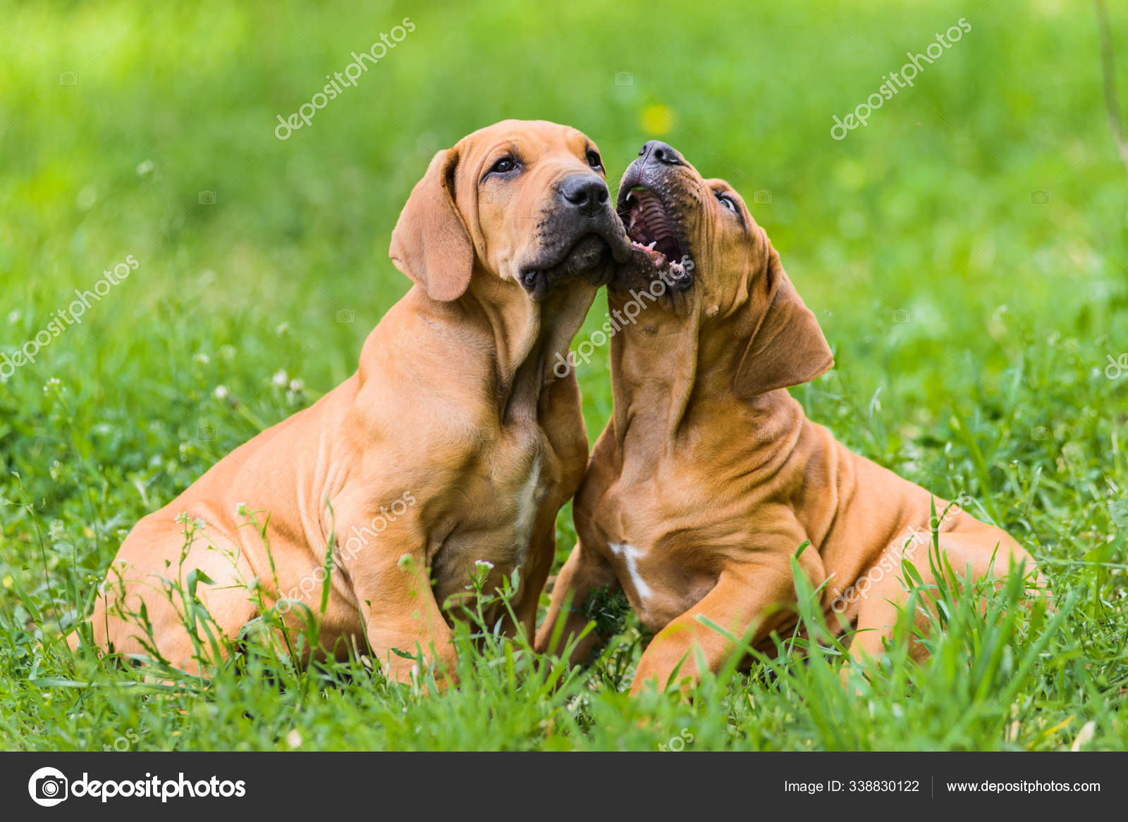 Puppy of Fila Brasileiro (Brazilian Mastiff) Stock Photo - Image