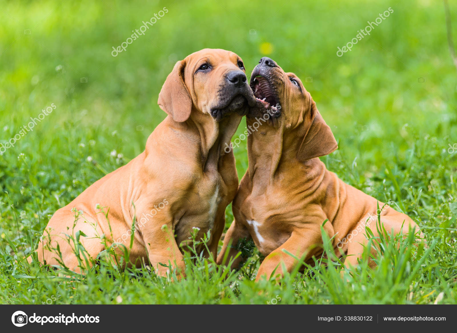 Brazilian ridgeback 2025