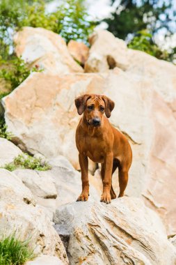 Güzel topraklarda kayaların üzerinde duran özenli Rodezyalı Ridgeback