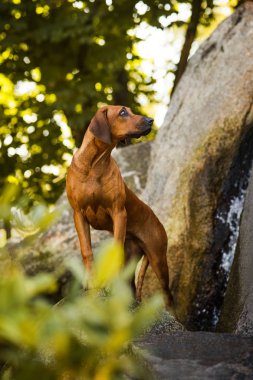 Güzel topraklarda kayaların üzerinde duran özenli Rodezyalı Ridgeback