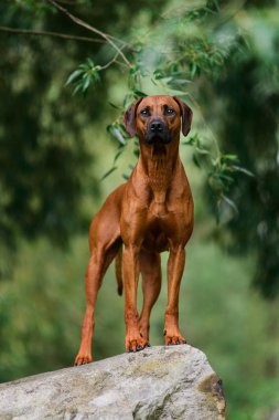 Güzel topraklarda kayaların üzerinde duran özenli Rodezyalı Ridgeback