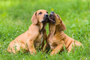 İki Fila Brasileiro (Brezilyalı Mastiff) yavrusu eğleniyor
