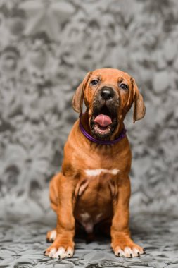 Gri arka planda esneyen sevimli rodezyalı sırtlı köpek yavrusu.