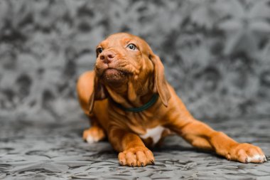 Gri arka planda komik yüzlü rodezyan köpek yavrusu.