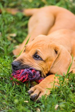 Sevimli Fila Brasileiro köpek portresi