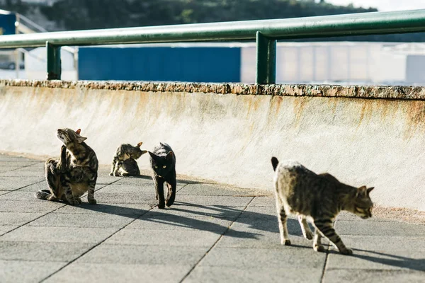 Vilda, vilda, hemlösa katter på gatan, lösa problem — Stockfoto