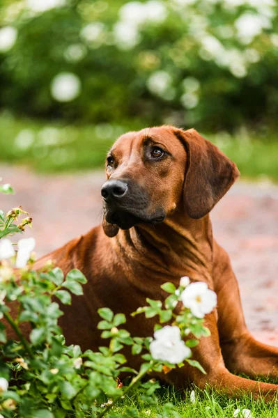 Imádnivaló Rhodesian Ridgeback portré, virágok — Stock Fotó