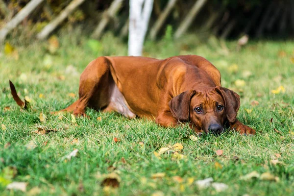 Két vicces barátságos rodéziai ridgebacks kutya játszik, fut, c — Stock Fotó