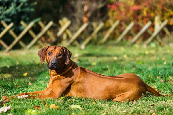 Adorabile ritratto Rhodesian Ridgeback in autunno scena natura — Foto Stock