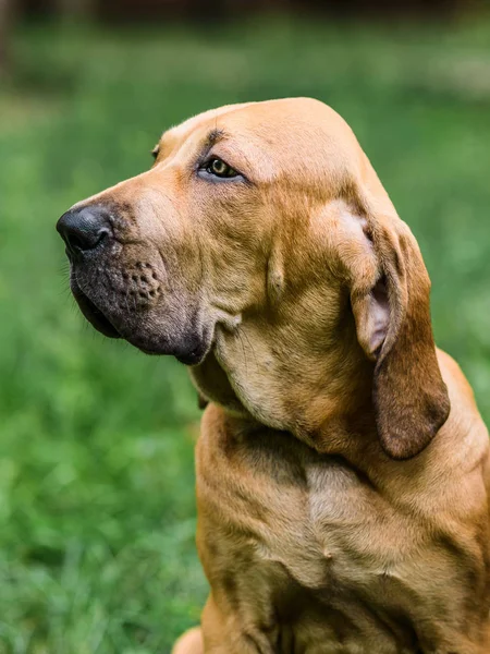 Retrato de cachorro adorável Fila Brasileiro — Fotografia de Stock