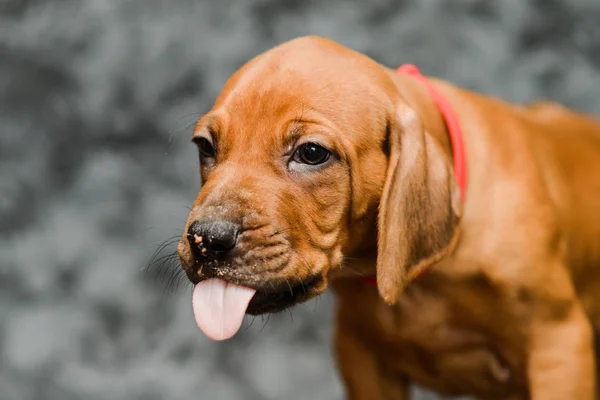 Bonito rodesiano ridgeback filhote de cachorro mostrando língua, close up retrato — Fotografia de Stock
