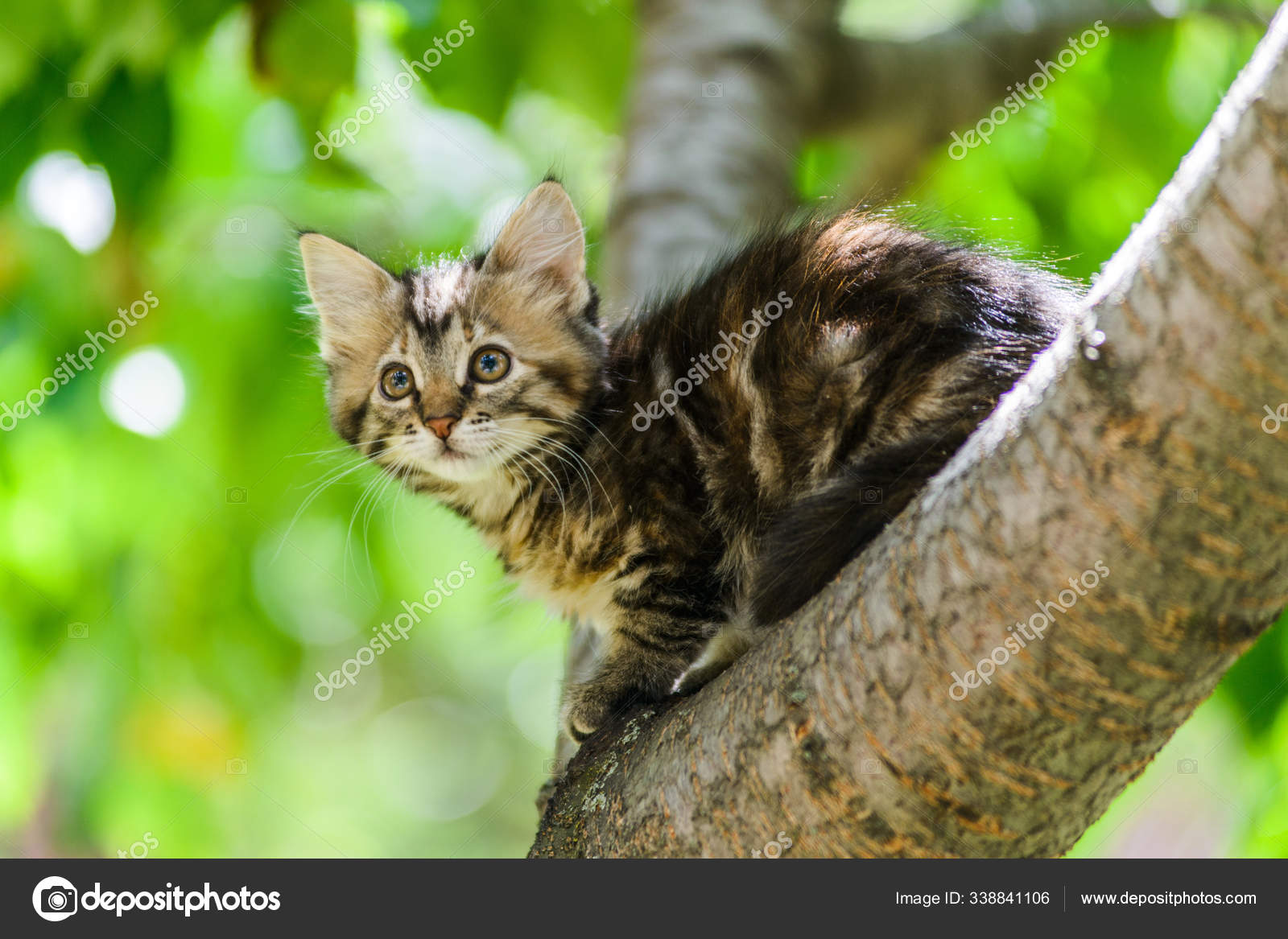 kitten climbing tree