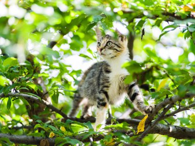 Sıçramaya hazır ağaç tırmanma şirin meraklı yavru kedi
