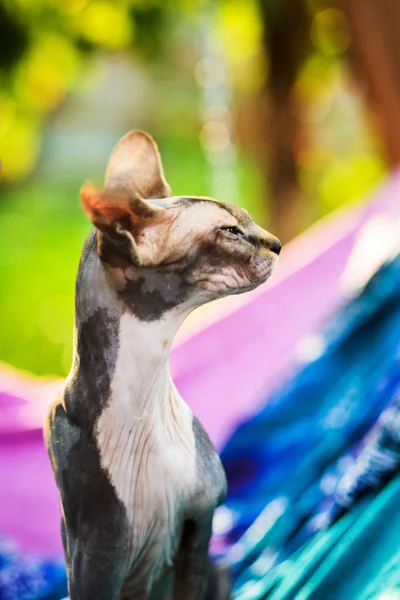 Missnöjd hårlös sfinxkatt på färgglad textil — Stockfoto