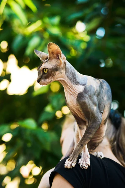 Hårlösa sphynx katt sitter på flickor axel — Stockfoto