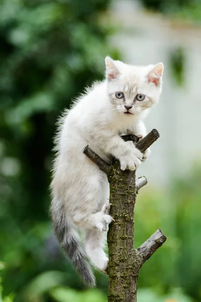 Cute furry light grey kitten cat hanging on tree stick — ストック写真