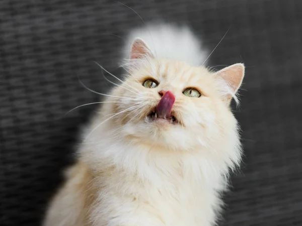その食欲と口の中を舐めているかわいい猫の肖像画 — ストック写真