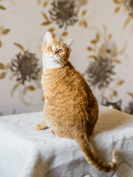 後ろ向きに座っているかわいい脂肪赤猫 — ストック写真