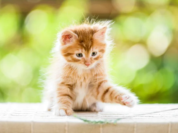可爱的好玩的红色橙色蓬松的小猫在阳光明媚的日子 — 图库照片
