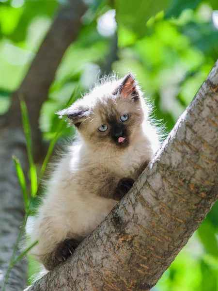 Sıçramaya hazır ağaç tırmanma şirin meraklı yavru kedi — Stok fotoğraf