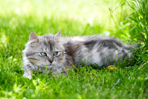 グレーのふわふわ愚かな顔猫狩猟グッズを追いかけて草の中 — ストック写真