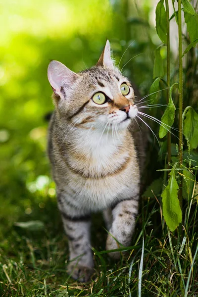 Cute grey cat hunting in grass chasing bird — Stock Photo, Image