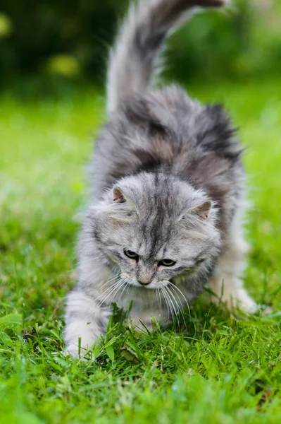 Gri tüylü aptal yüz kedi avcılık oyuncak takip çimen — Stok fotoğraf