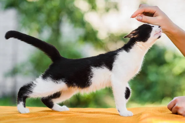 Owner cuddling cat in summer nature background