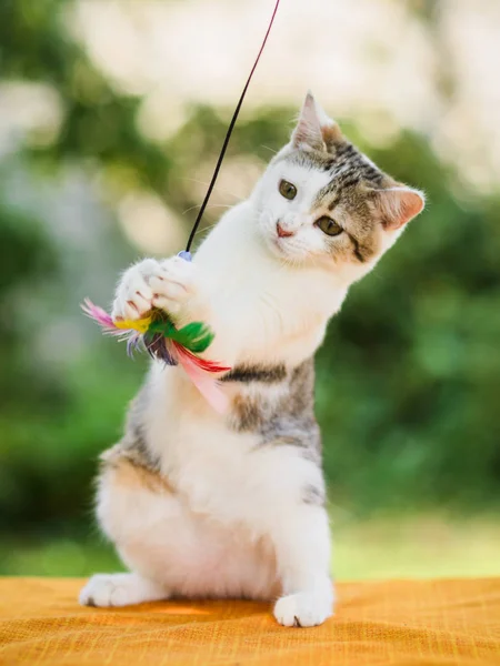 Cat catching feather toy by paws, claws released — ストック写真