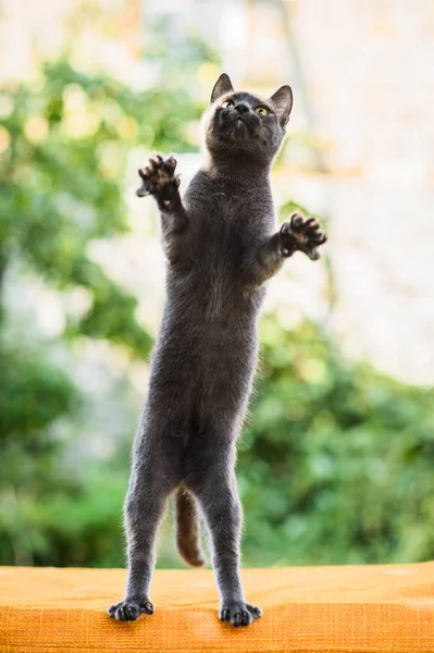 Rus mavi Kedi kovalamak avcılık atlama, yüksek uçan kuşlar — Stok fotoğraf