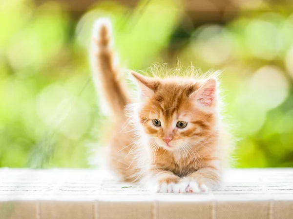 可爱的好玩的红色橙色蓬松的小猫在阳光明媚的日子 — 图库照片