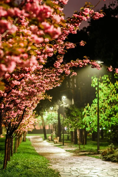 Rose cherry blossom park on spring rainy evening, street lights — Stock Photo, Image