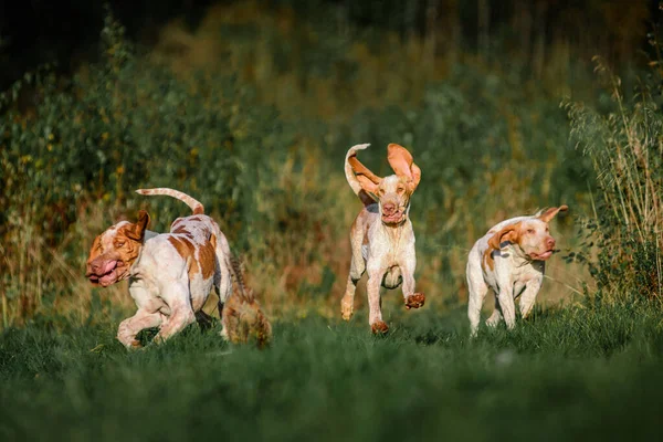 Três Cara Engraçada Bracco Italiano Ponteiro Cães Caça Faisão Aves — Fotografia de Stock