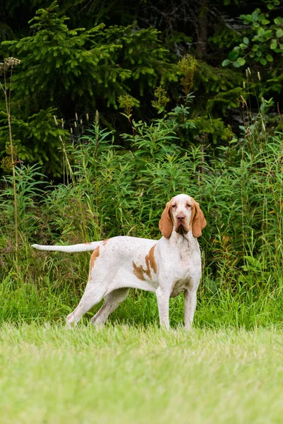 Linda Bracco Italiano Ponteiro Cão Caça Grama Fowling Noite Verão — Fotografia de Stock