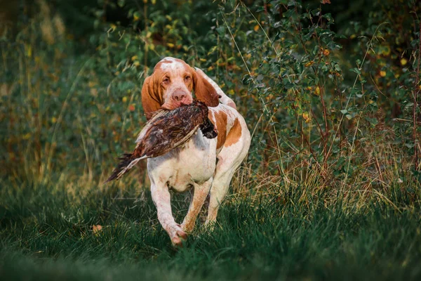 Belo Cão Ponteiro Bracco Italiano Carregando Faisão Caçado Boca Noite — Fotografia de Stock