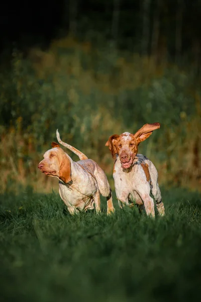 Δύο Αστεία Πρόσωπο Bracco Italiano Δείκτη Κυνήγι Σκυλιών Πτηνοτροφία Αυτιά — Φωτογραφία Αρχείου