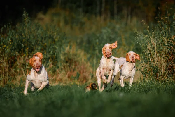 Komik Surat Bracco Italiano Işaretçisi Köpekleri Sülün Kulaklar Rüzgarda Çırpınıyor — Stok fotoğraf